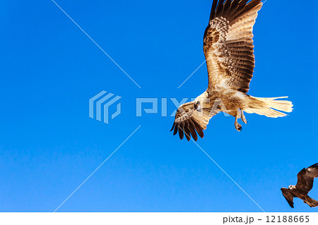 Adult hawk Adult hawk 12188665