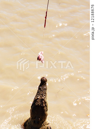 Crocodile jumping 12188676