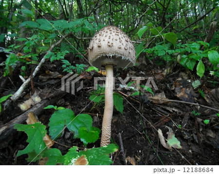 カラカサタケ(半開) カラカサタケ(半開) 12188684