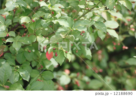 コマユミ コマユミ 12188690