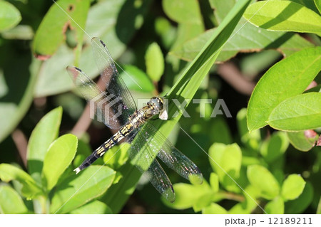 ガを捕えたムギワラトンボ 12189211