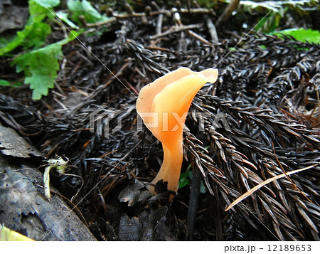 ニカワジョウゴタケ(幼菌) ニカワジョウゴタケ(幼菌) 12189653