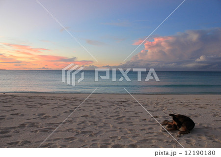ニューカレドニア ウベア島 ニューカレドニア ウベア島 12190180