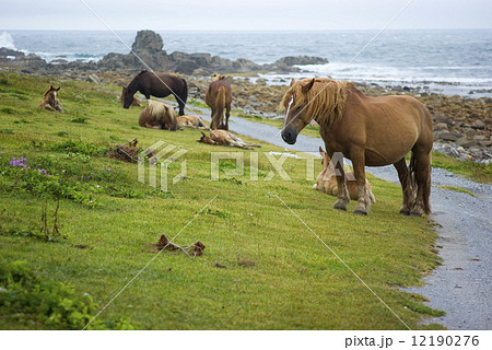 寒立馬の群れ 12190276