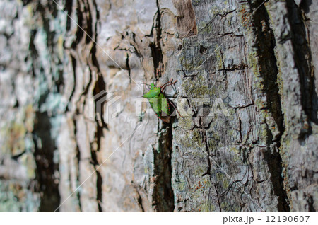 カメムシ 12190607