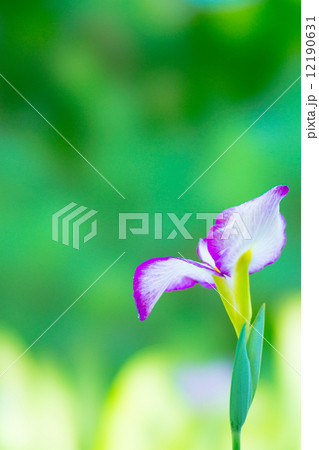 花菖蒲 12190631