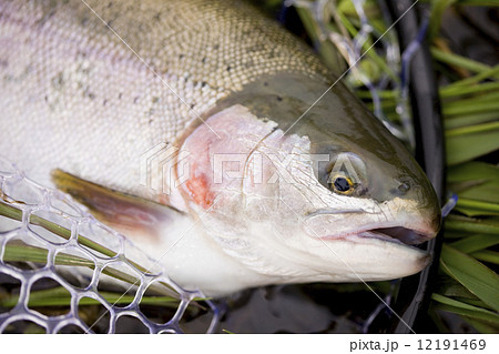 釣り上げたニジマス 12191469