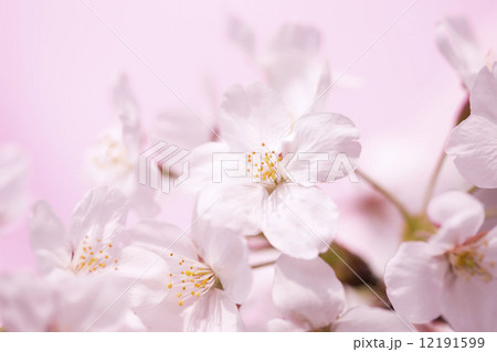サクラの花 12191599