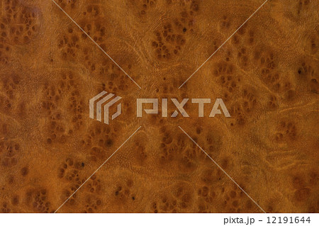 クスの板 12191644