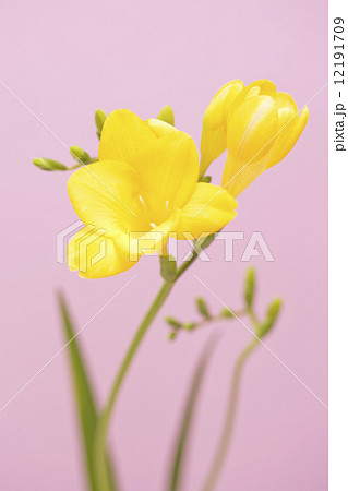 フリージアの花 フリージアの花 12191709