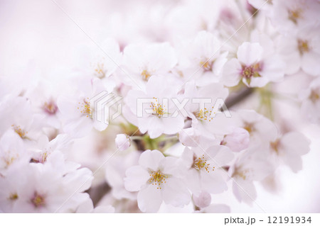 サクラの花 サクラの花 12191934