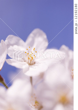 サクラの花 サクラの花 12192180
