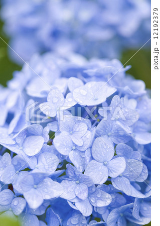 アジサイの花 アジサイの花 12192379