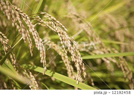 実った稲穂 12192458