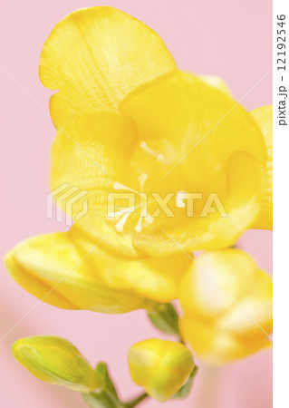 フリージアの花 12192546