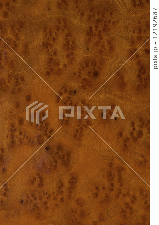 クスの板 12192687