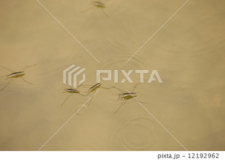 アメンボ アメンボ 12192962