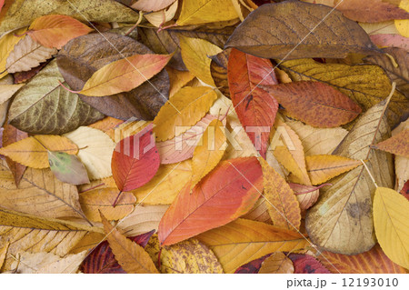 紅葉した落ち葉 12193010
