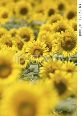 ヒマワリ畑 ヒマワリ畑 12193163