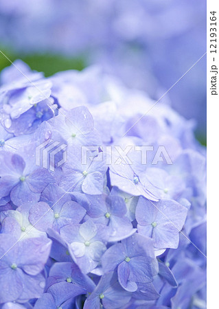 アジサイの花 12193164