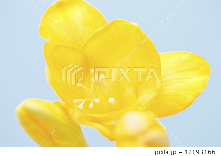 フリージアの花 12193166