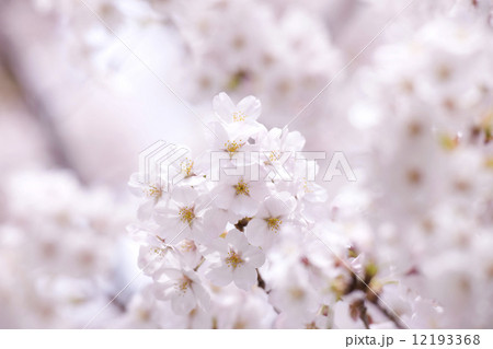 サクラの花 サクラの花 12193368