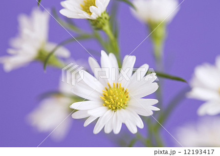 クジャクソウ 12193417