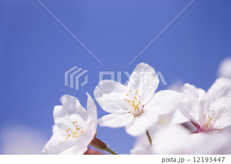 サクラの花 サクラの花 12193447