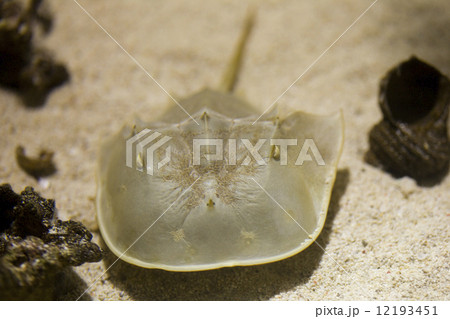 カブトガニ 12193451