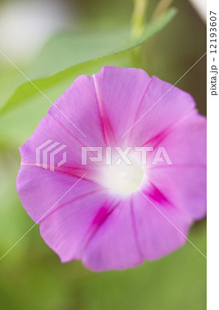 朝顔の花 12193607