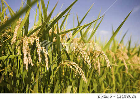稲穂 12193628