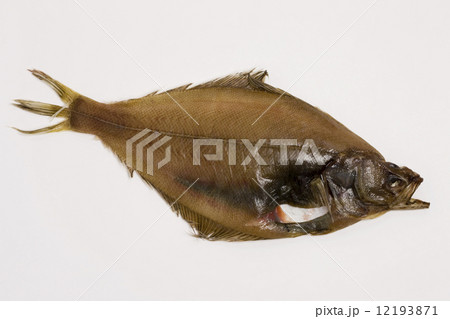 カレイの干物 12193871