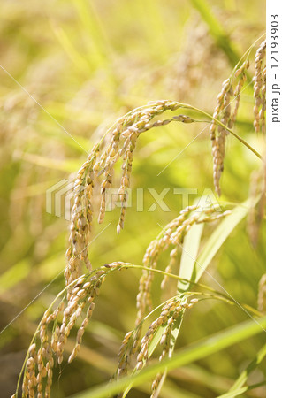 もち米の稲穂 もち米の稲穂 12193903