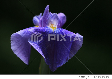 花菖蒲 12193939
