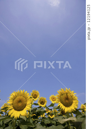 ヒマワリ畑 ヒマワリ畑 12194125