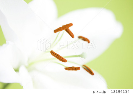 カサブランカの花 カサブランカの花 12194154