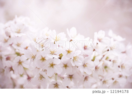 サクラの花 12194178