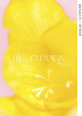 フリージアの花 12194266