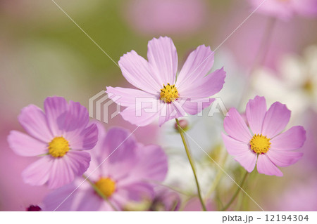 コスモス畑 12194304