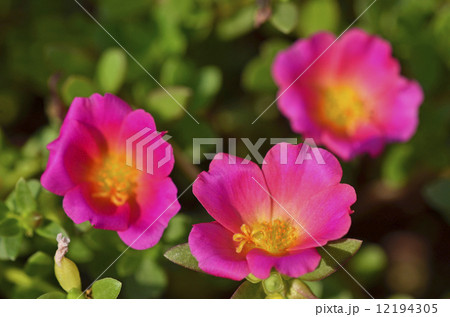 ポーチュラカ（花滑りひゆ） 12194305