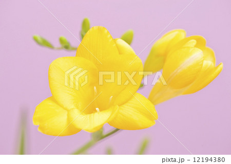 フリージアの花 フリージアの花 12194380