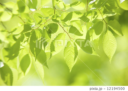 ケヤキの若葉 12194500