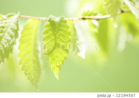 ブナの若葉 12194507