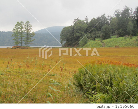 草紅葉 (尾瀬沼 大江湿原) 草紅葉 (尾瀬沼 大江湿原) 12195066