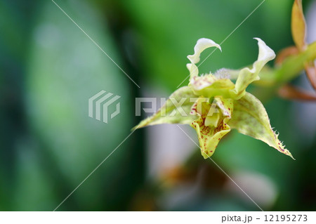 デンドロビウム 12195273