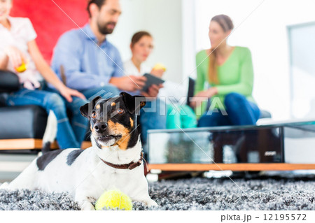 Family dog playing with ball in living room 12195572