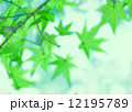 もみじ　紅葉　イメージグリーンバージョン 12195789