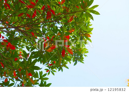 紅葉するドングリの木 12195832