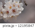桜 12195847