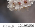桜 12195850